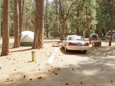 Lower Pines Site 35
