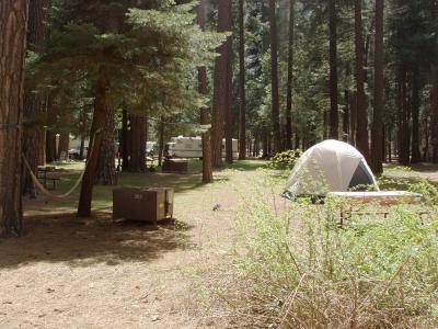 North Pines Campsite 203
