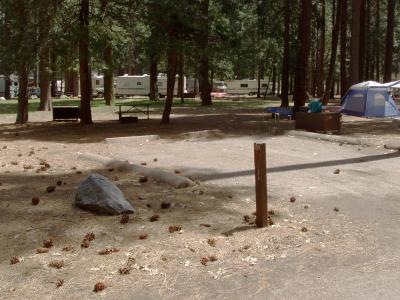 North Pines Campsite 209