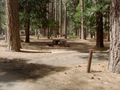 North Pines Campsite 314