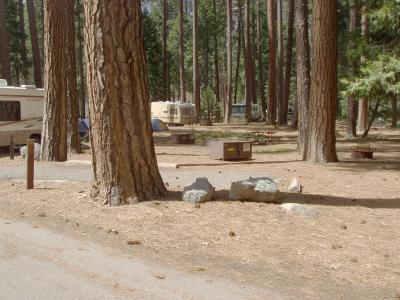 North Pines Campsite 316