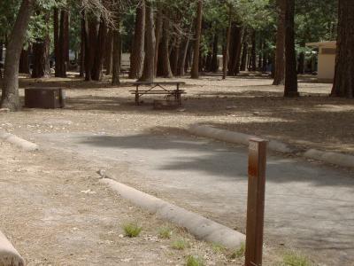North Pines Campsite 321