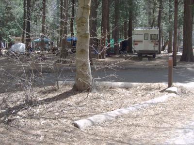 North Pines Campsite 323