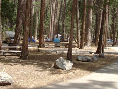 North Pines Campsite 511