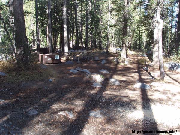 Tuoulumne Meadows Campground site d18